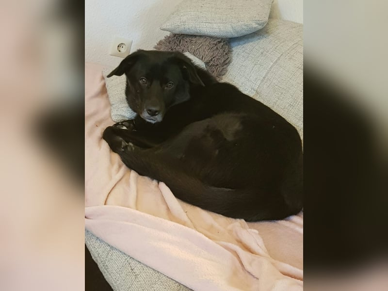 BIJOU - dringend ein neues Zuhause gesucht-wartet in PLZ 75038