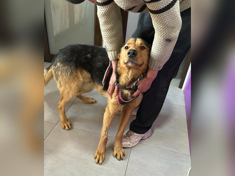 „SOS“ für Sajan - wartet in PLZ 16835 Herzberg auf Besuch