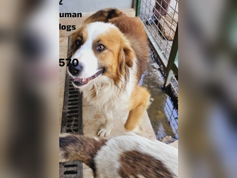 Randy - ein Traum auf 4 Pfoten und bildschön