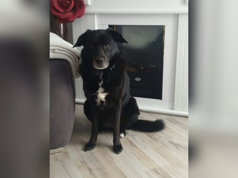 BIJOU - dringend ein neues Zuhause gesucht-wartet in PLZ 75038