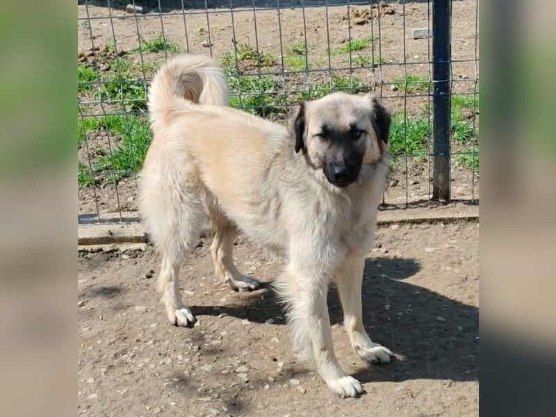 Traumjunge „Kojo“ – ist auf der Suche nach seinem Glück