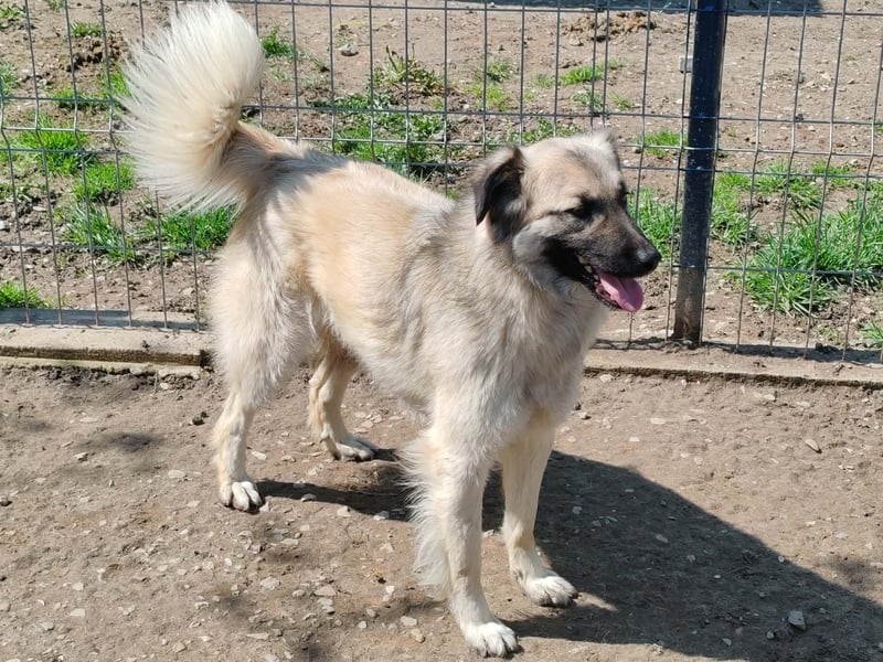 Traumjunge „Kojo“ – ist auf der Suche nach seinem Glück