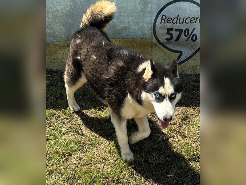 Husky-Mix „Skadi“ - nordische Schönheit mit eisblauen Augen