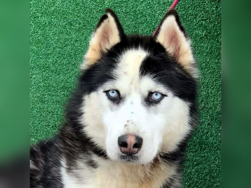 Husky-Mix „Samba“ - nordische Schönheit mit blauen Augen
