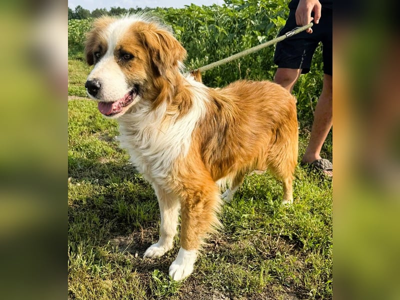 Randy - ein Traum auf 4 Pfoten und bildschön