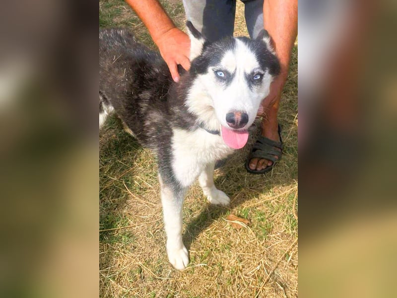 Husky-Mix „Skadi“ - nordische Schönheit mit eisblauen Augen