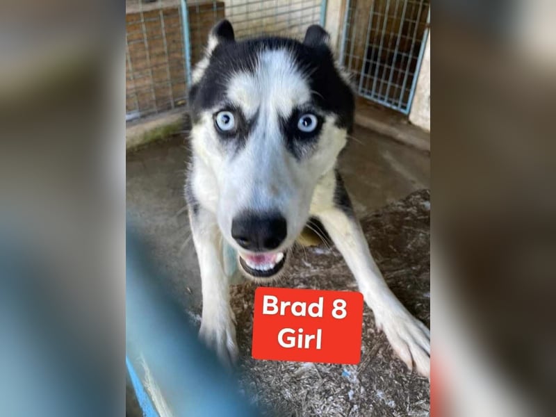 Husky-Mix „Skadi“ - nordische Schönheit mit eisblauen Augen