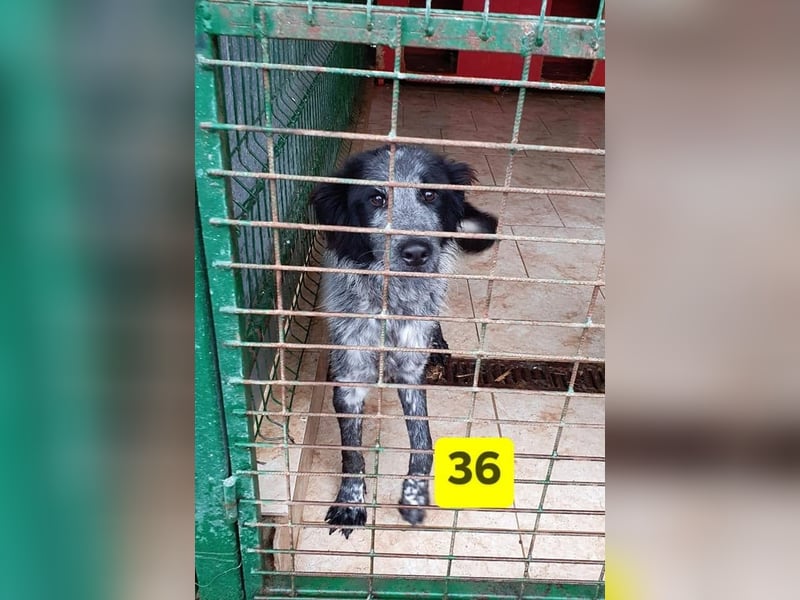 Lupo - wir geben die Hoffnung für ihn nicht auf