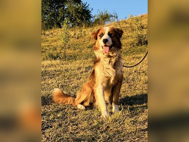 Randy - ein Traum auf 4 Pfoten und bildschön