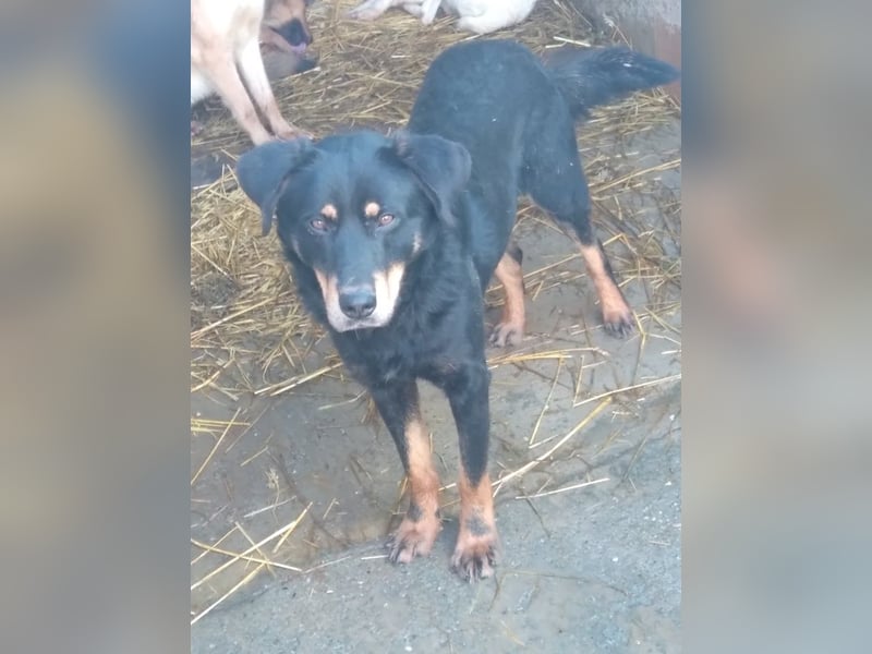 Seelenhund Sami - sucht ein Zuhause auf Lebzeit