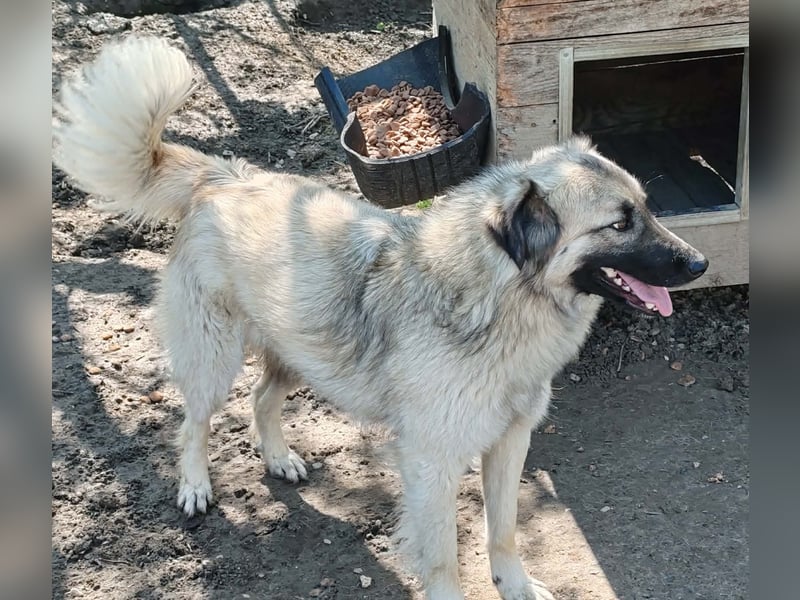 Traumjunge „Kojo“ – ist auf der Suche nach seinem Glück