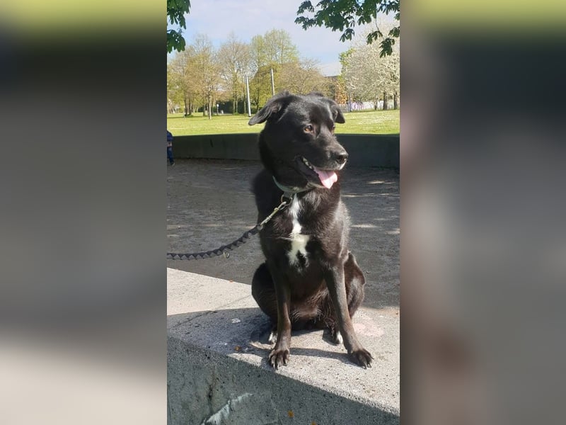 BIJOU - dringend ein neues Zuhause gesucht-wartet in PLZ 75038