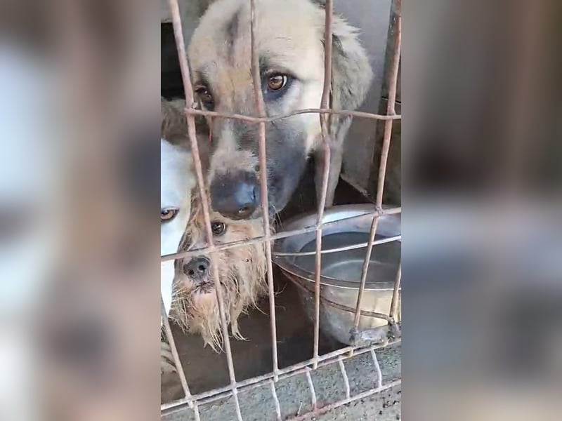 Linda – Zuhause gesucht für ein besonders liebes Mädchen