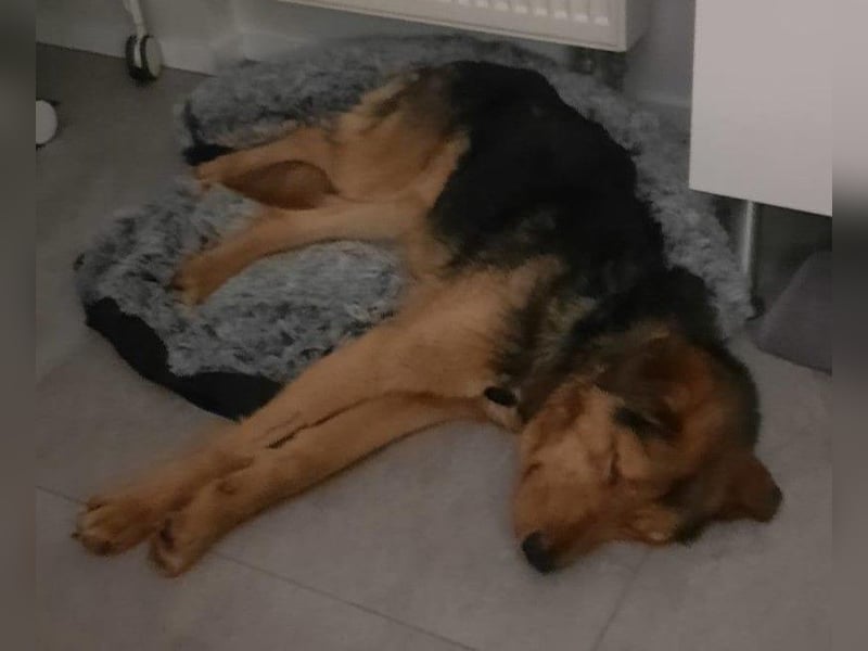 „SOS“ für Sajan - wartet in PLZ 16835 Herzberg auf Besuch