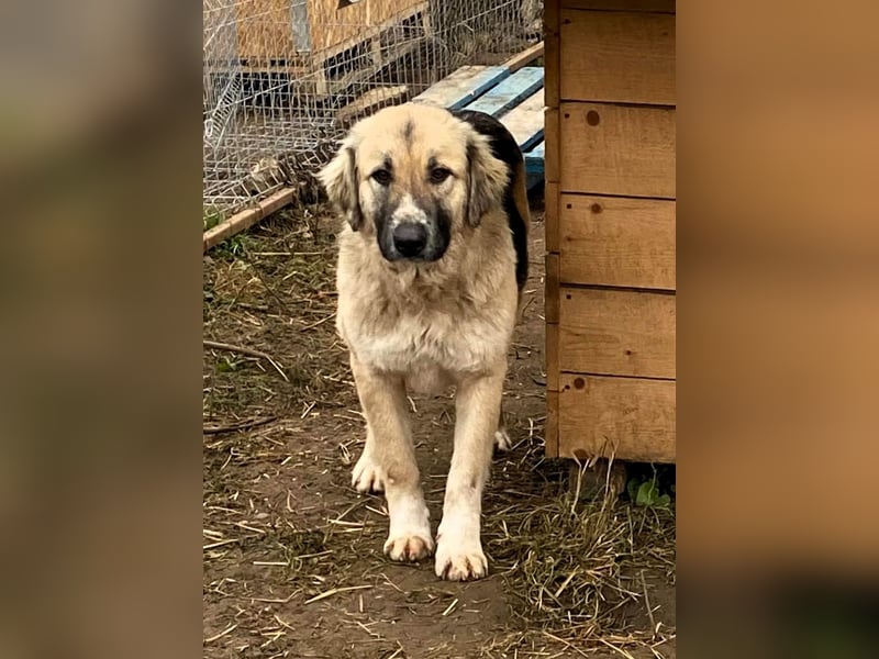 Linda – Zuhause gesucht für ein besonders liebes Mädchen