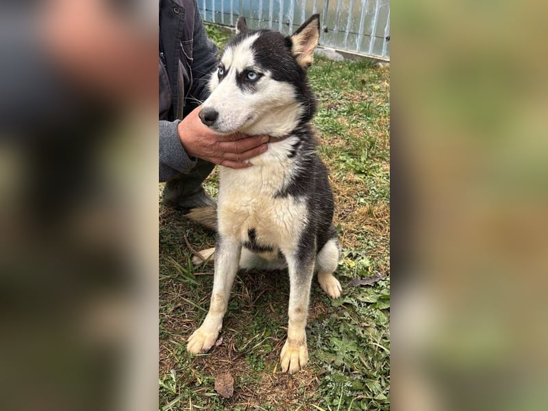 Husky-Mix „Skadi“ - nordische Schönheit mit eisblauen Augen
