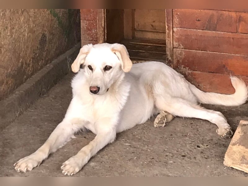 Maja - geht direkt ins Herz - sehr lieb und freundlich