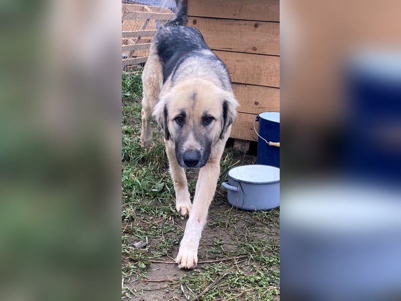 Linda – Zuhause gesucht für ein besonders liebes Mädchen