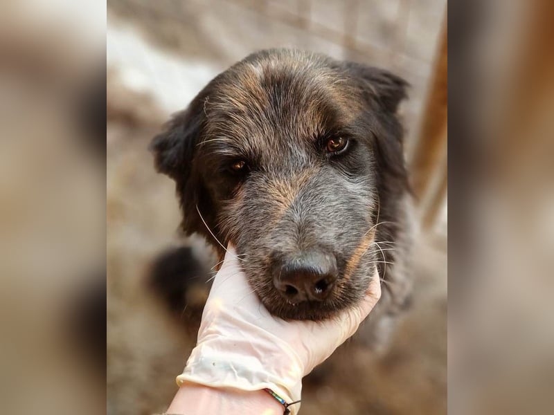 Lupo - wir geben die Hoffnung für ihn nicht auf