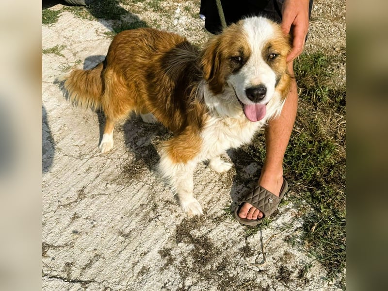 Randy - ein Traum auf 4 Pfoten und bildschön