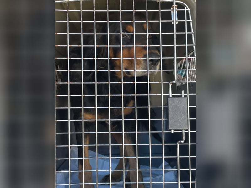 Ein gaaaanz besonders großer Schatz ist „MINKA“