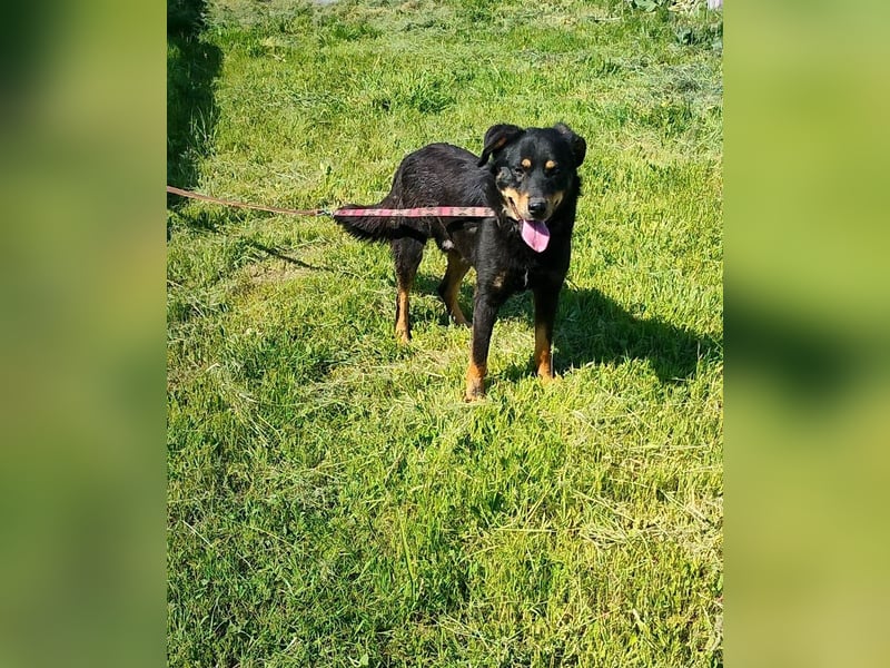 Seelenhund Sami - sucht ein Zuhause auf Lebzeit