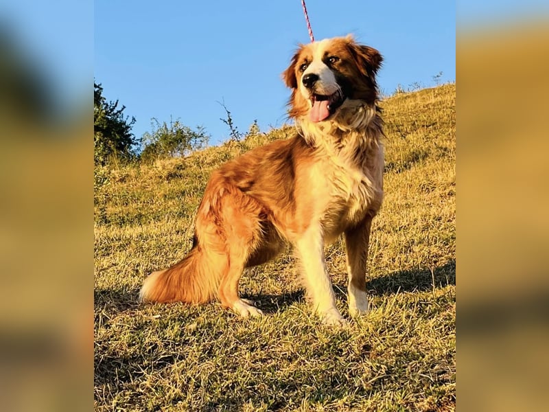 Randy - ein Traum auf 4 Pfoten und bildschön