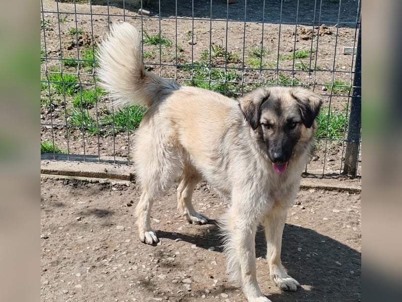 Traumjunge „Kojo“ – ist auf der Suche nach seinem Glück