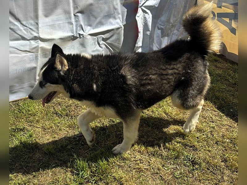 Husky-Mix „Skadi“ - nordische Schönheit mit eisblauen Augen