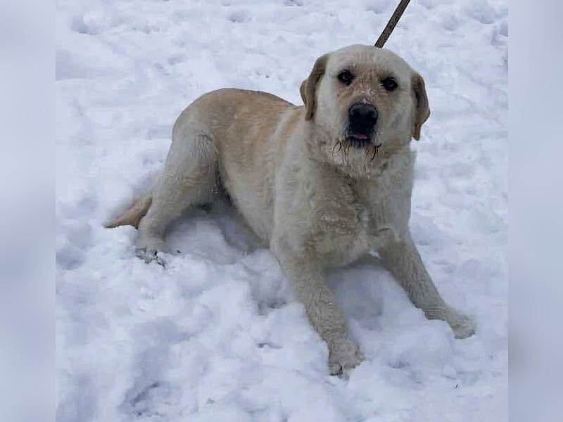 Labbi Mix „TOM“ voller Lebensfreude und Freundlichkeit