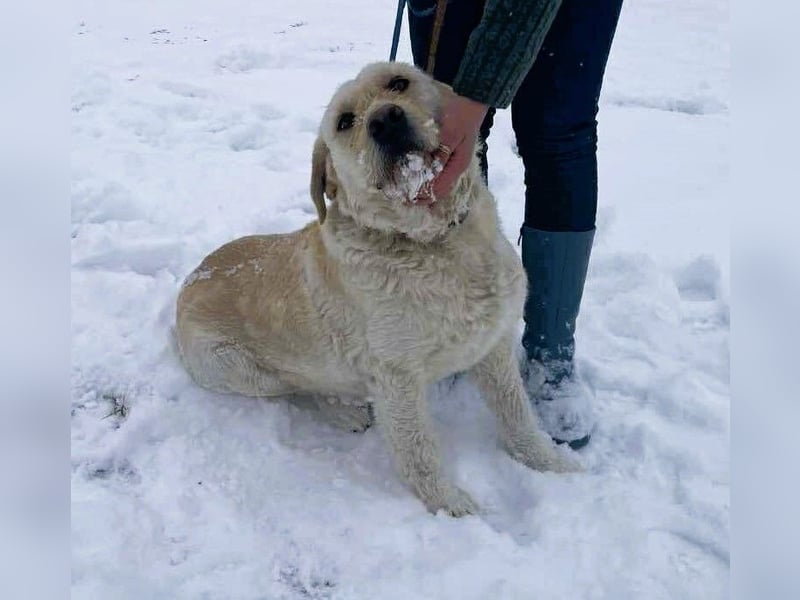 Labbi Mix „TOM“ voller Lebensfreude und Freundlichkeit