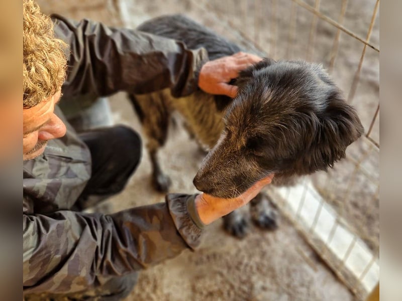 Lupo - wir geben die Hoffnung für ihn nicht auf