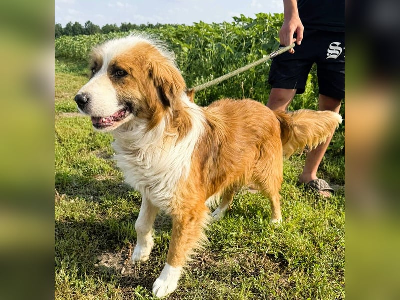 Randy - ein Traum auf 4 Pfoten und bildschön
