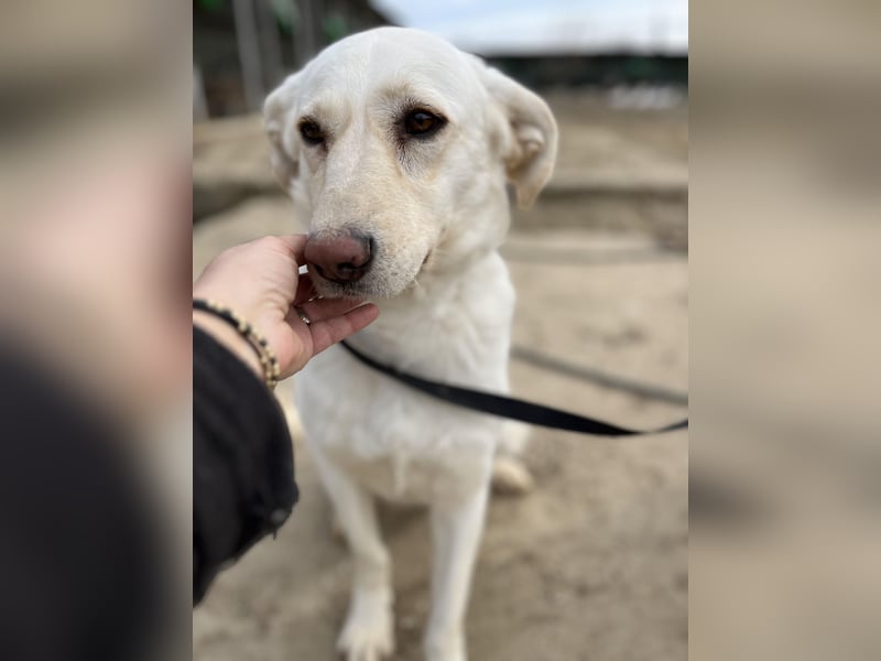 Maja - geht direkt ins Herz - sehr lieb und freundlich