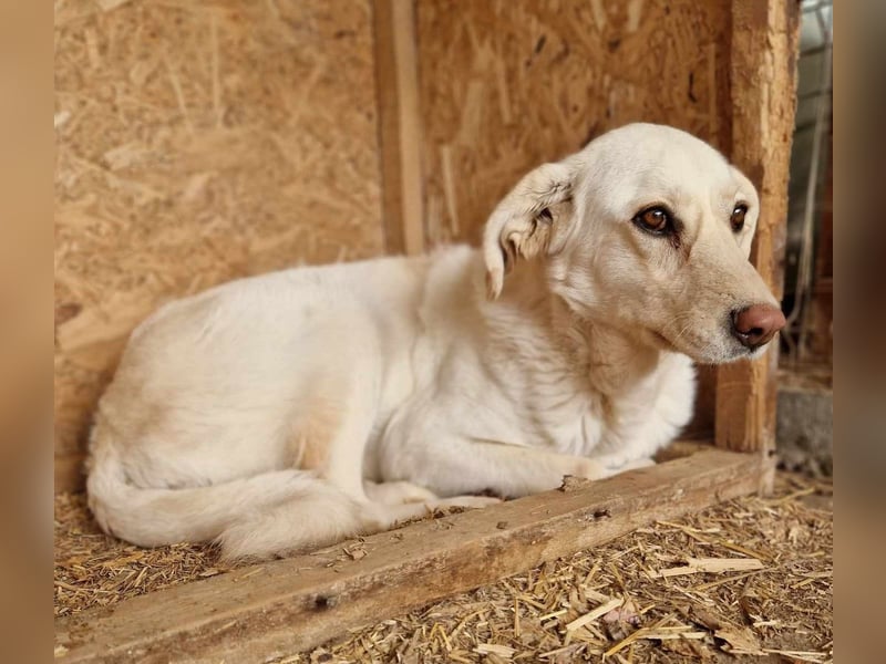 Maja - geht direkt ins Herz - sehr lieb und freundlich