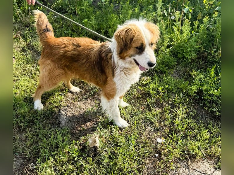 Randy - ein Traum auf 4 Pfoten und bildschön