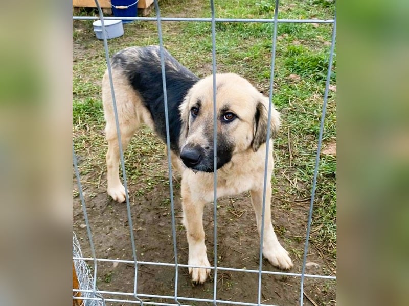 Linda – Zuhause gesucht für ein besonders liebes Mädchen