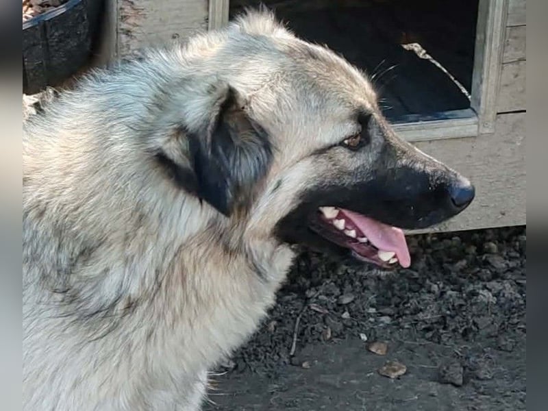 Traumjunge „Kojo“ – ist auf der Suche nach seinem Glück