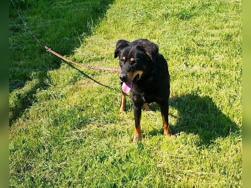 Seelenhund Sami - sucht ein Zuhause auf Lebzeit