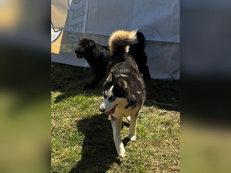 Husky-Mix „Skadi“ - nordische Schönheit mit eisblauen Augen