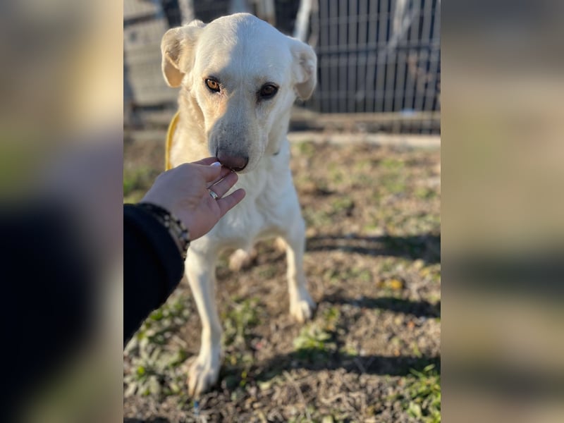 Maja - geht direkt ins Herz - sehr lieb und freundlich