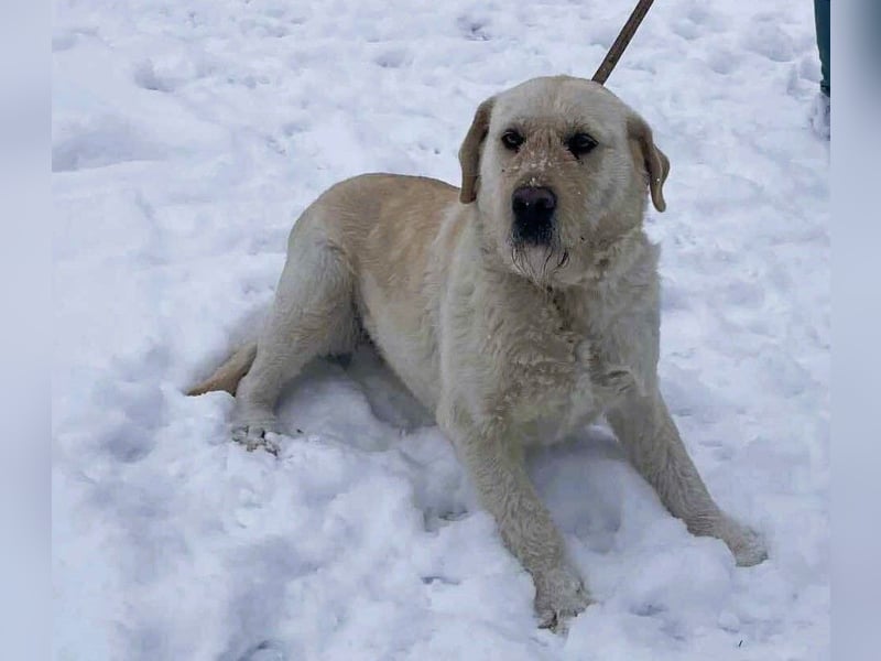 Labbi Mix „TOM“ voller Lebensfreude und Freundlichkeit