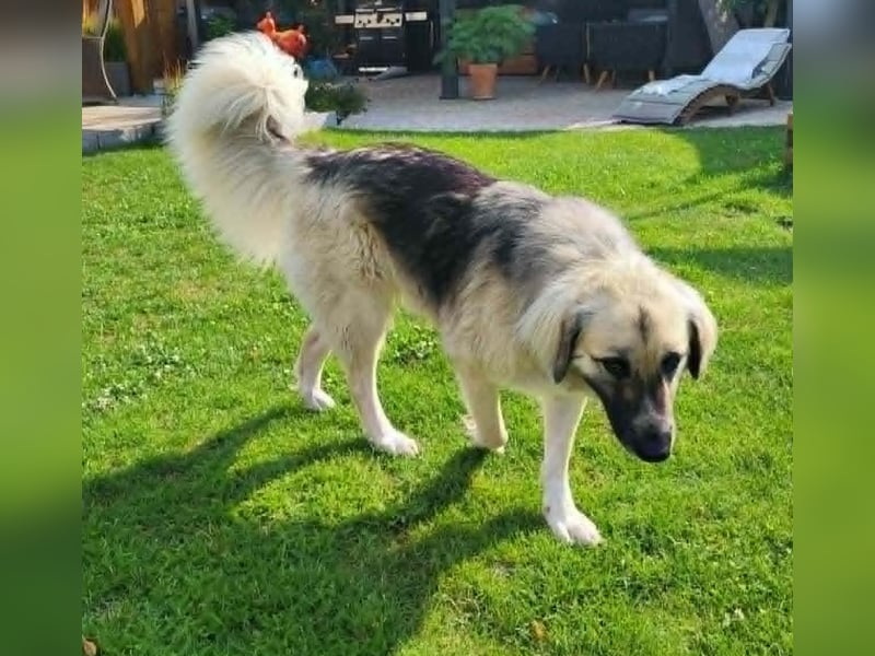 Für-immer-Zuhause ❤️gesucht für LINDA - wartet in PLZ 90596