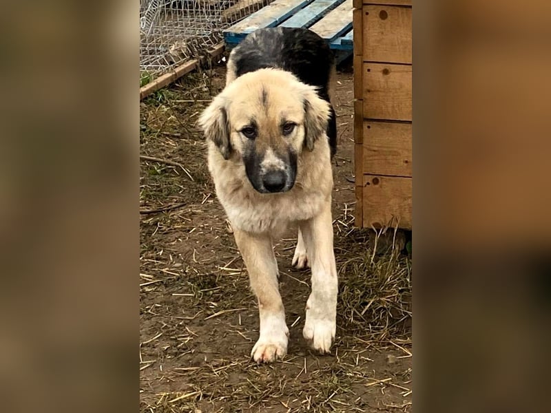 Linda – Zuhause gesucht für ein besonders liebes Mädchen