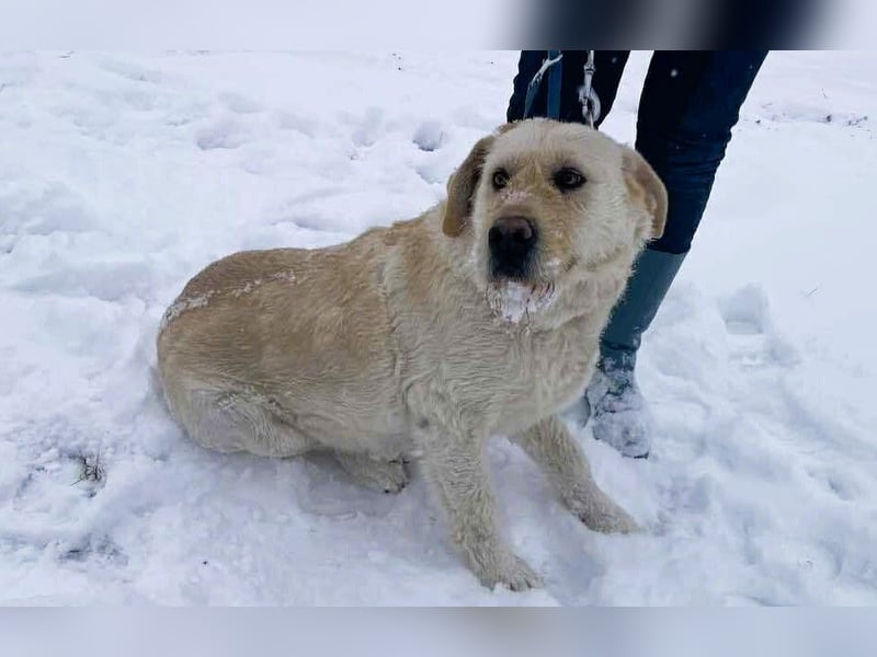 Labbi Mix „TOM“ voller Lebensfreude und Freundlichkeit