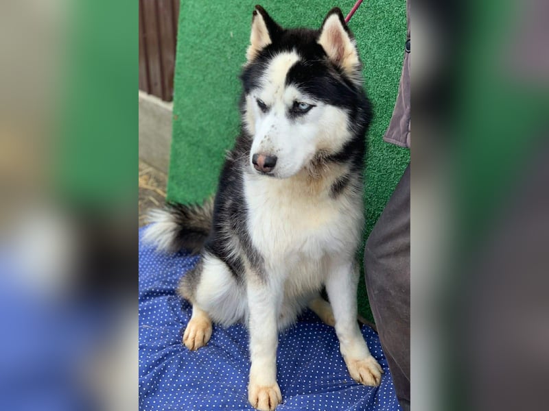 Husky-Mix „Samba“ - nordische Schönheit mit blauen Augen