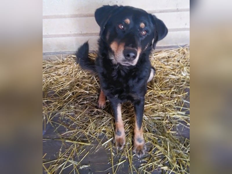 Seelenhund Sami - sucht ein Zuhause auf Lebzeit