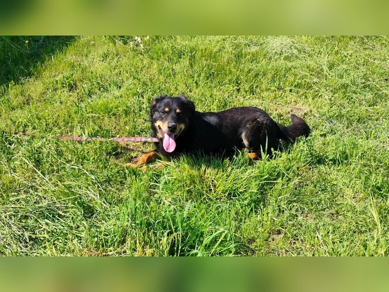 Seelenhund Sami - sucht ein Zuhause auf Lebzeit