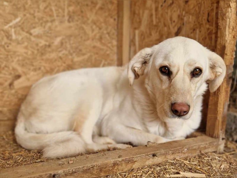 Maja - geht direkt ins Herz - sehr lieb und freundlich