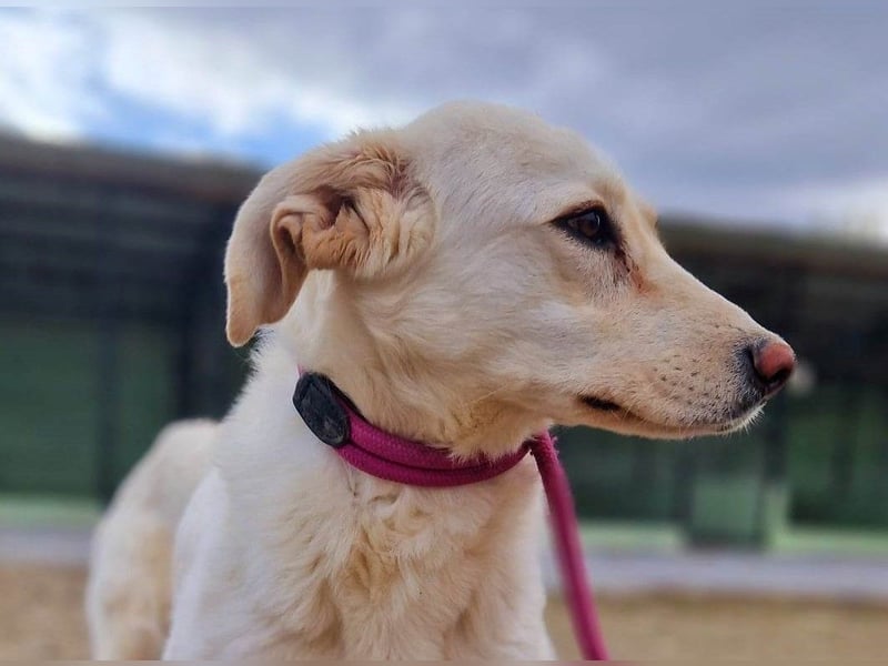 Maja - geht direkt ins Herz - sehr lieb und freundlich